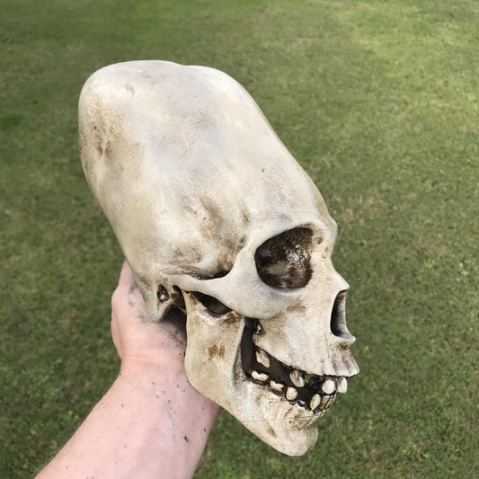 Alien Skull - Humanoid Skull - Cabinet of Curiosities - weird Gift - strange item - Monster skull. Funny gift!