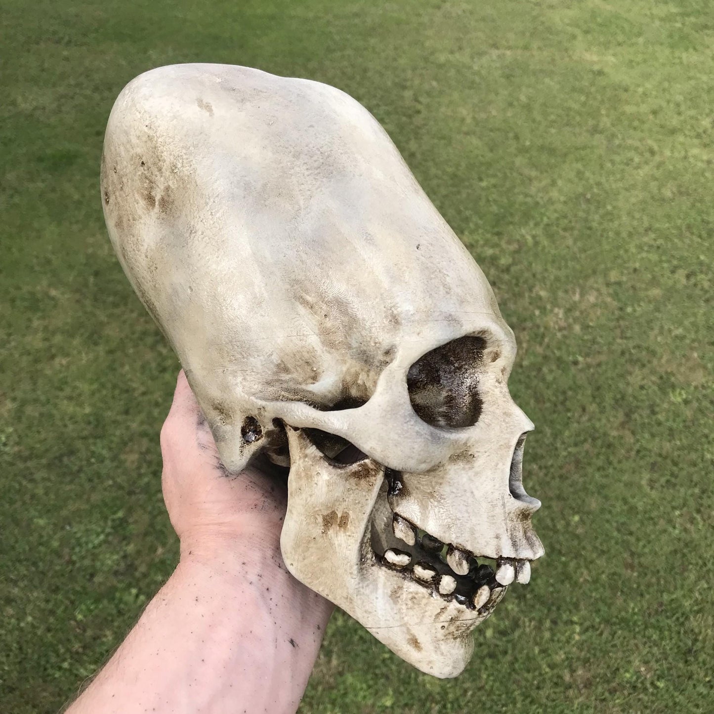 Alien Skull - Humanoid Skull - Cabinet of Curiosities - weird Gift - strange item - Monster skull. Funny gift!