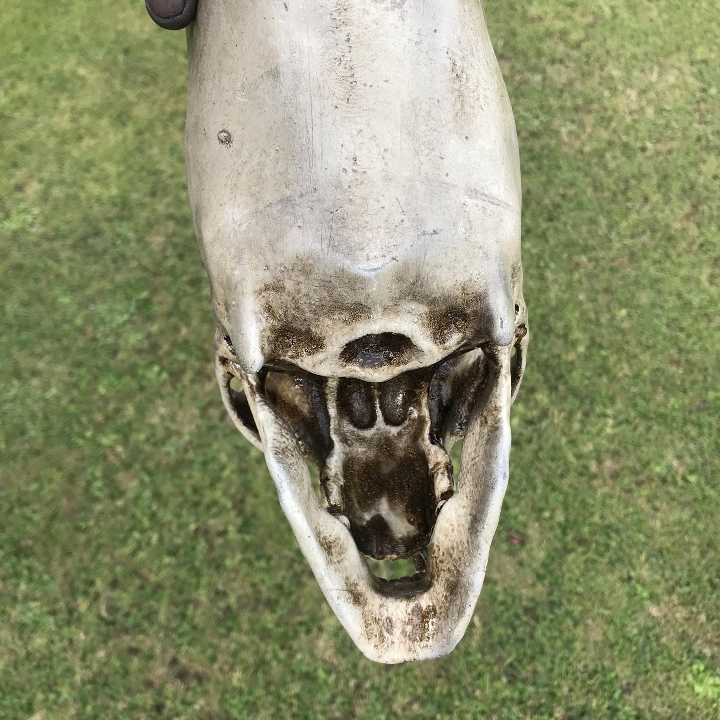 Alien Skull - Humanoid Skull - Cabinet of Curiosities - weird Gift - strange item - Monster skull. Funny gift!