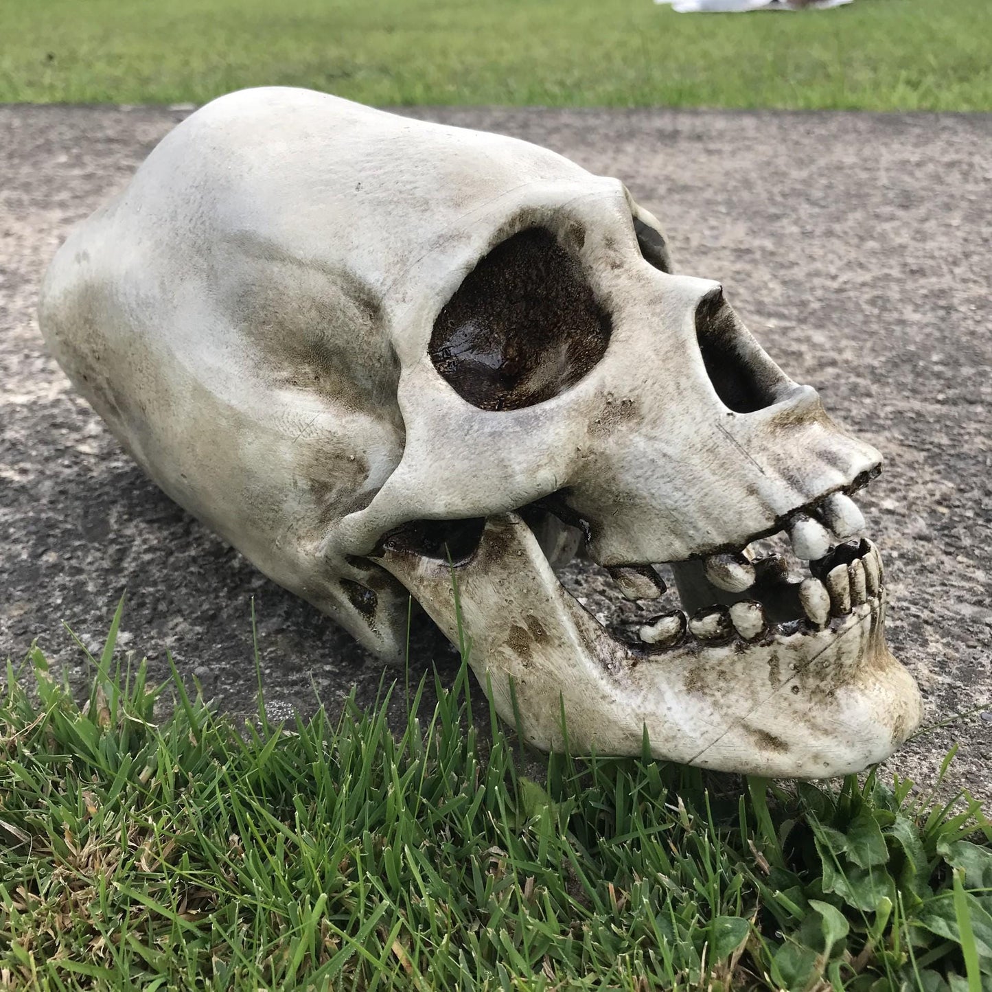Alien Skull - Humanoid Skull - Cabinet of Curiosities - weird Gift - strange item - Monster skull. Funny gift!