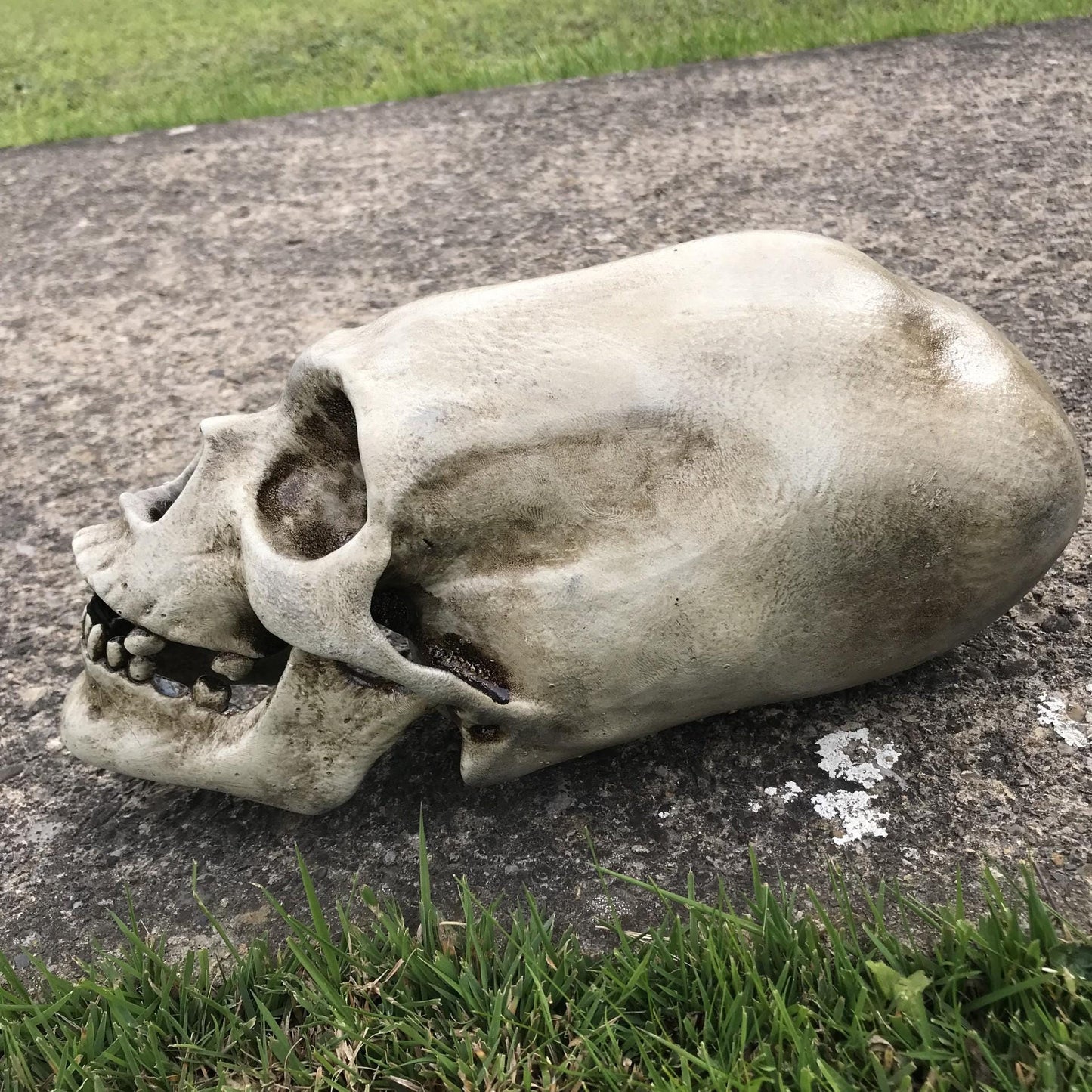 Alien Skull - Humanoid Skull - Cabinet of Curiosities - weird Gift - strange item - Monster skull. Funny gift!