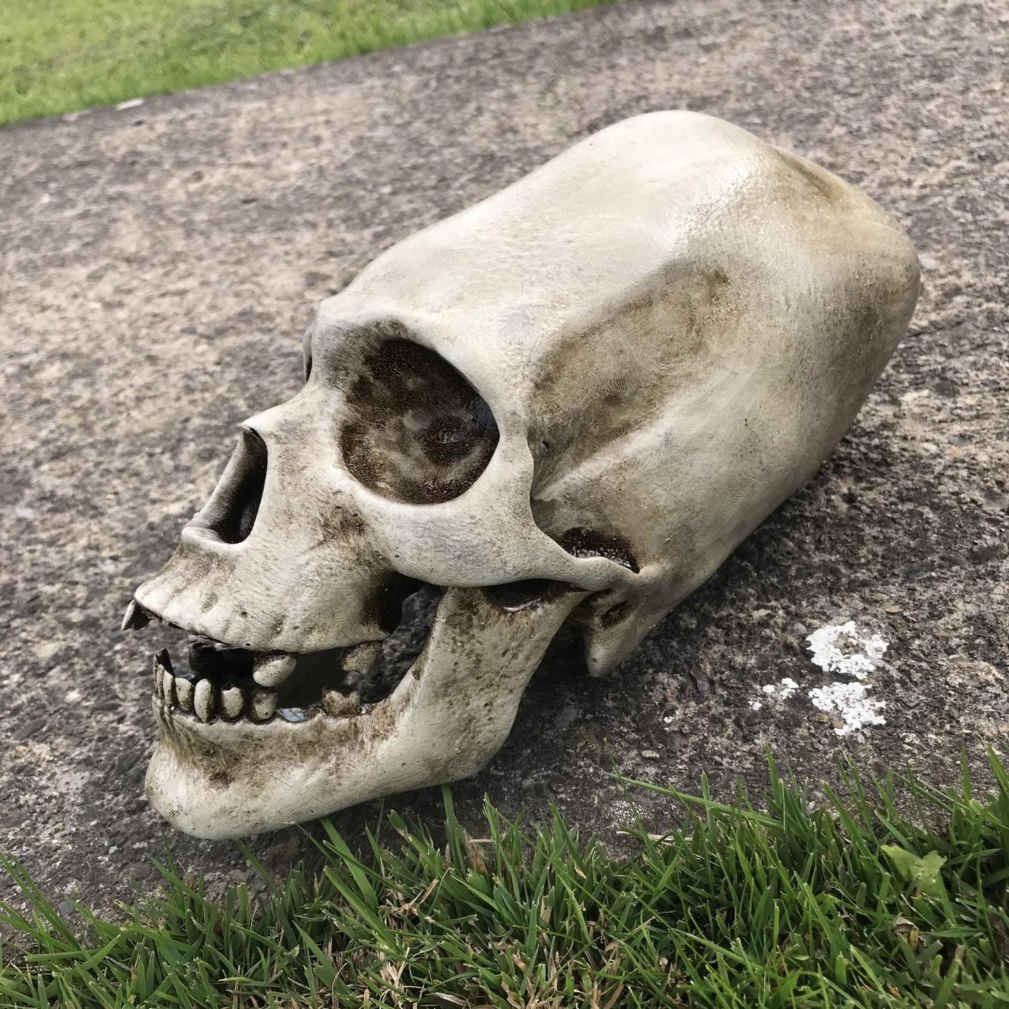 Alien Skull - Humanoid Skull - Cabinet of Curiosities - weird Gift - strange item - Monster skull. Funny gift!