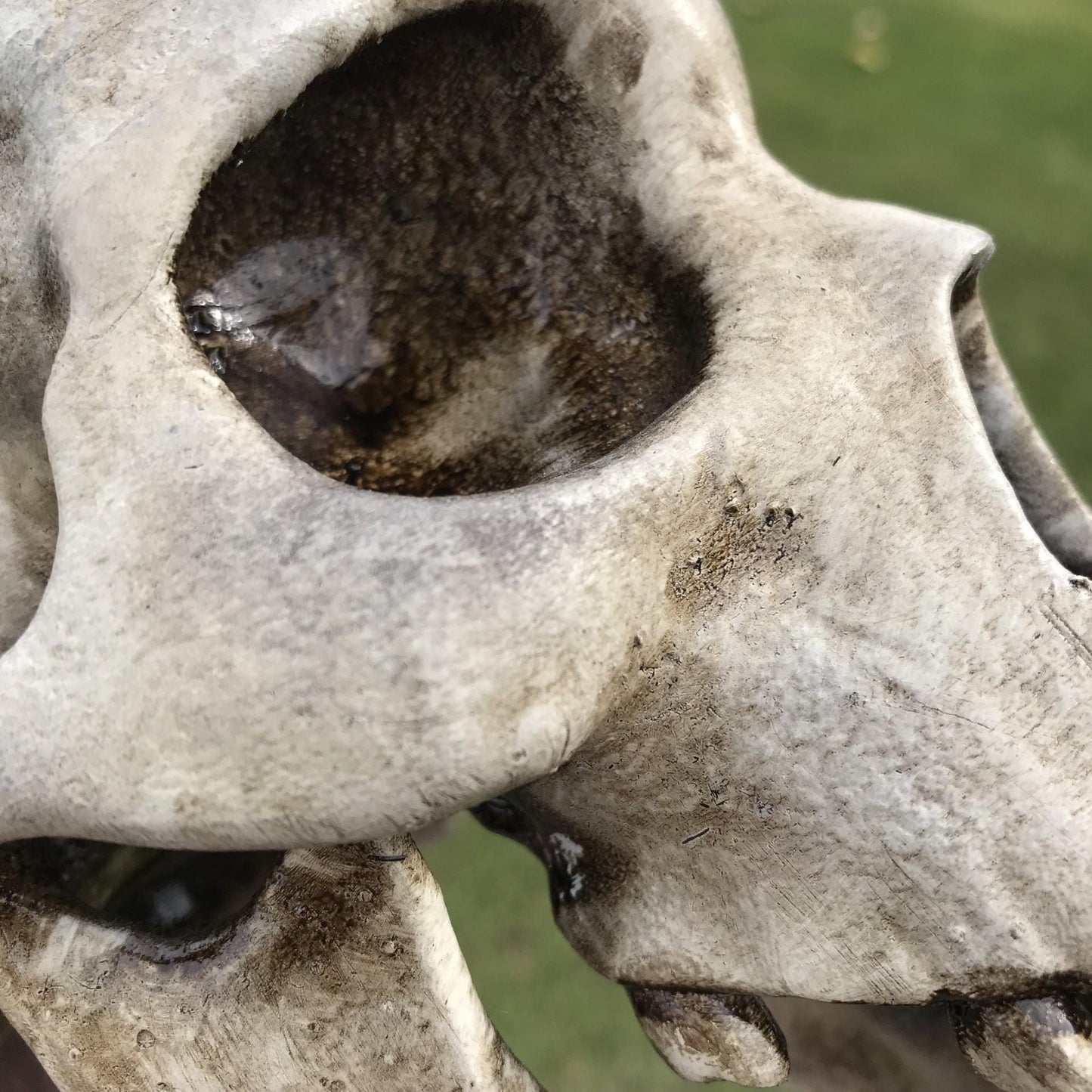 Alien Skull - Humanoid Skull - Cabinet of Curiosities - weird Gift - strange item - Monster skull. Funny gift!